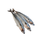 MACKREL FISH