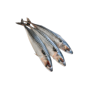 MACKREL FISH