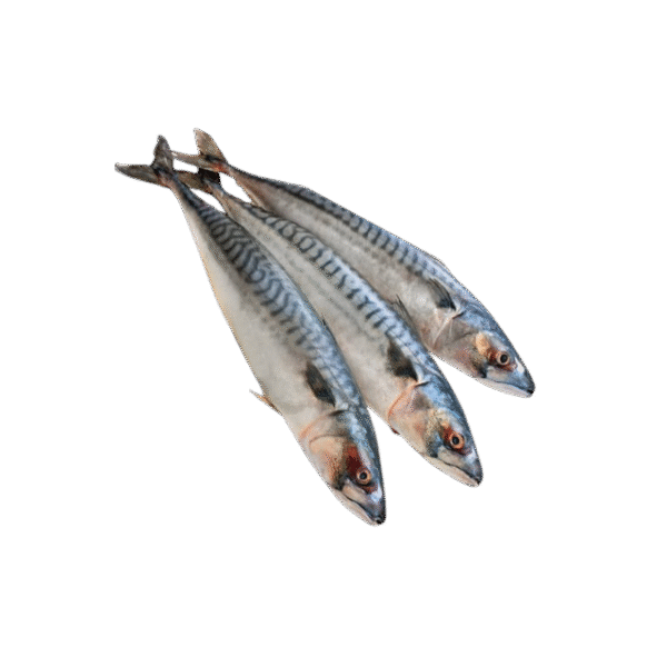 MACKREL FISH
