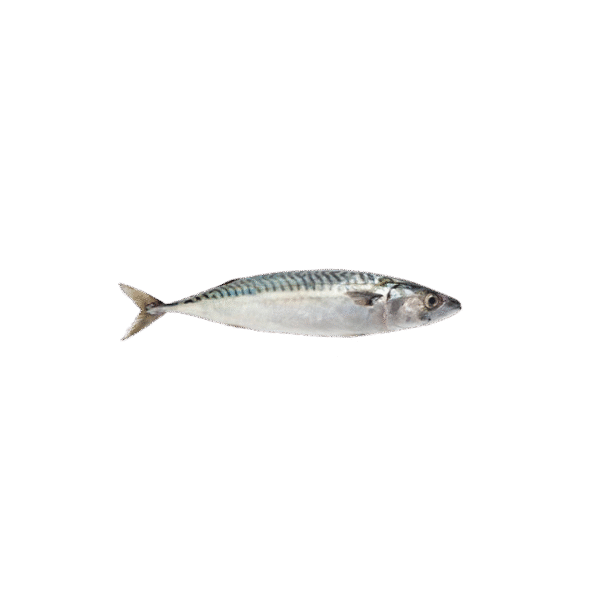 MACKREL FISH - Image 2