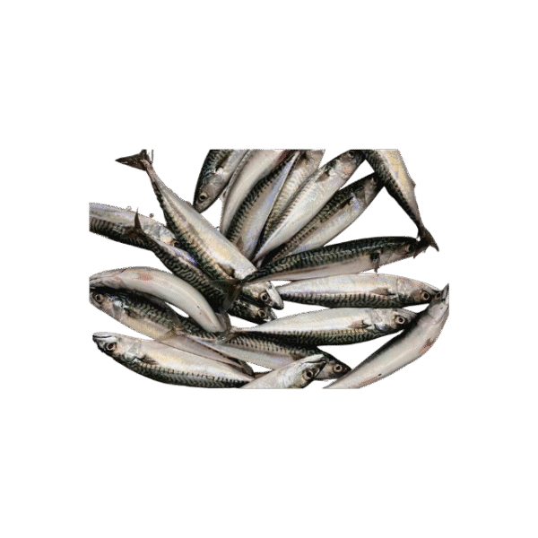 MACKREL FISH - Image 4