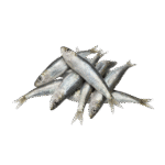SARDINE FISH