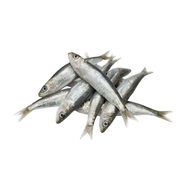 SARDINE FISH