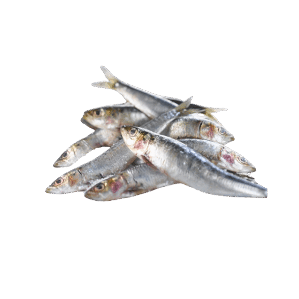 SARDINE FISH - Image 4