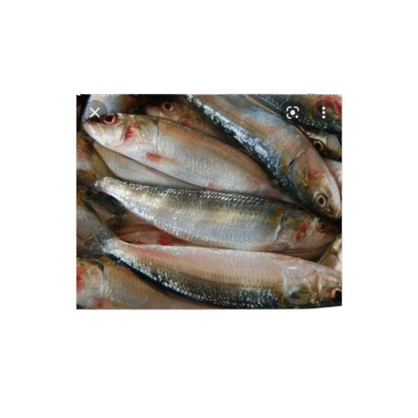 SARDINE FISH - Image 3