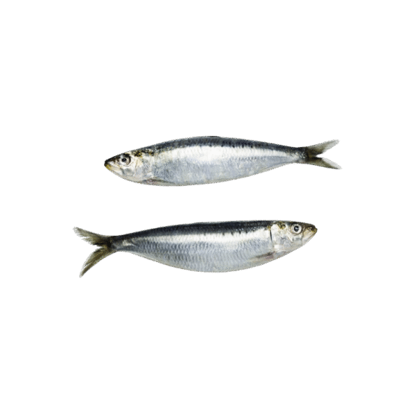 SARDINE FISH - Image 2