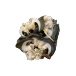 SNAIL