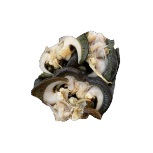 SNAIL