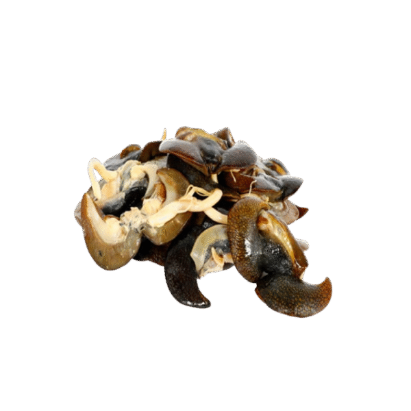 SNAIL - Image 2