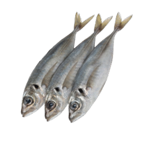 HORSE MACKEREL FISH (KOTE)